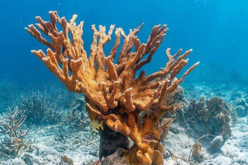 ورود مدعی العموم به موضوع تخریب زیستگاه آبزیان و مرجان‌های دریایی
