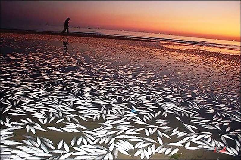 علت مرگ ماهی‌ها در سواحل شرقی بندرعباس