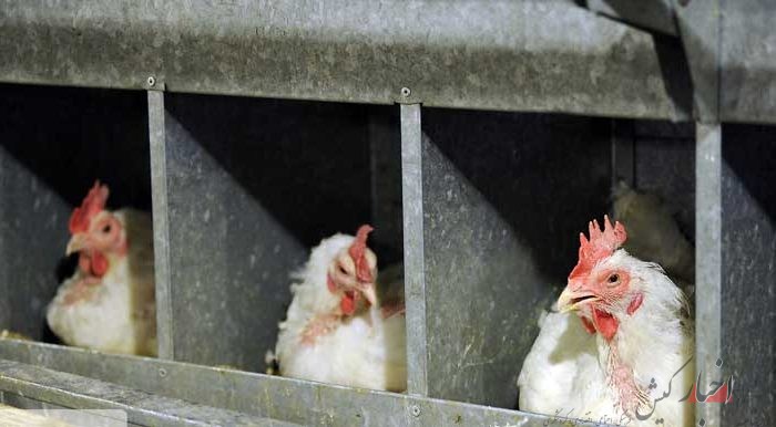 واردات ۲۵ میلیون تخم‌مرغ نطفه‌دار گوشتی/ افزایش ۱۰ درصدی جوجه‌ریزی در سال جاری/ تحویل تخم‌مرغ وارداتی با نرخ ترجیحی است