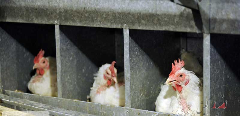 صادرات مرغ با عوارض ۱۵۰۰ تومانی تمدید شد