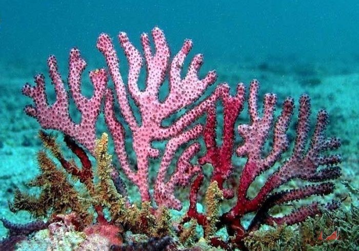مرجان های خلیج فارس در خطر نابودی قرار دارند