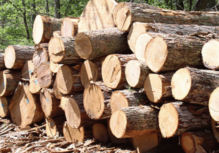 با عوامل قطع درختان و حمل چوب بدون مجوز برخورد می‌شود