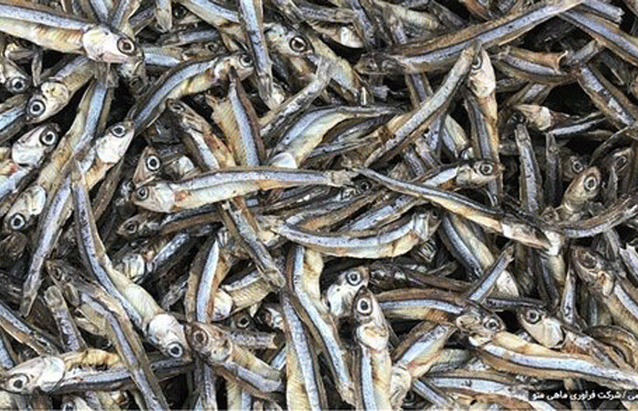 اخذ مجوز صدور پروانه بهداشتی صادرات ماهی خشک برای نخستین بار در کشور