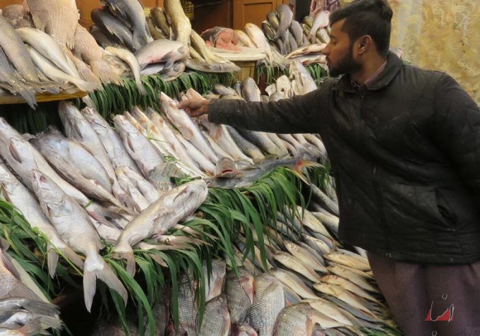 روش‌های مصرف ماهی در ایران محدود است/ بالا رفتن تقاضا، با افزایش تنوع