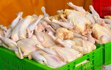 جزئیات واردات مرغ/ چقدر با امتیاز ارز ۴۲۰۰ وارد شد؟