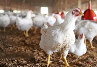 پرداخت ۸ هزار میلیارد تومان تسهیلات به دامداران و مرغداران/ پیش‌بینی افزایش ۲۰ درصدی تولید گوشت مرغ