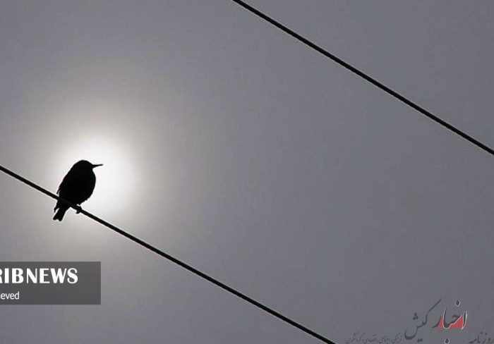 برخورد پرنده با کابل برق و خاموشی برق مناطق نوبنیاد کیش