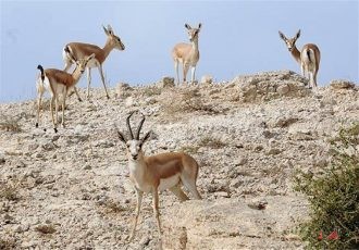 پستانداران حیات وحش هرمزگان در۷منطقه حفاظت شده سرشماری می شوند