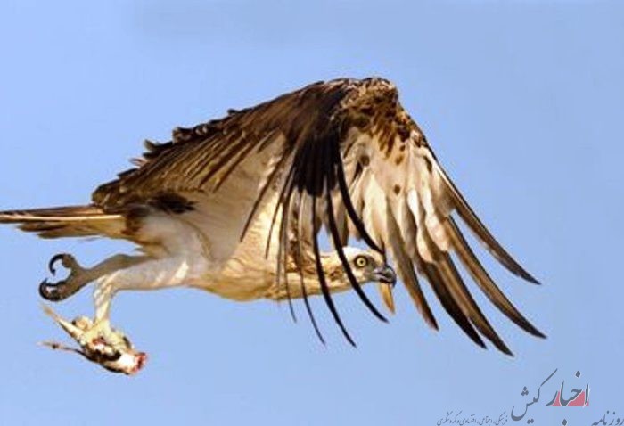 عقاب ماهی گیر درقاب دوربین فعال محیط زیست کیش