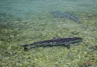 تشکیل کمیته حفاظت از کوسه ماهیان در کیش