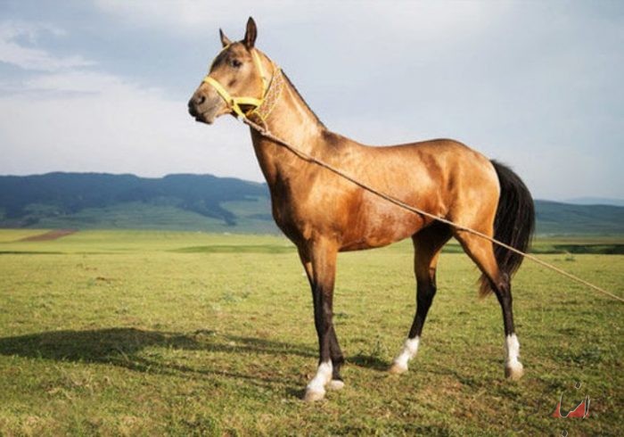 جشنواره ملی زیبایی اسب، سال آینده در کیش