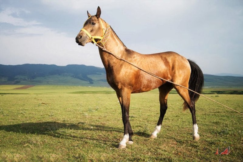 جشنواره ملی زیبایی اسب، سال آینده در کیش