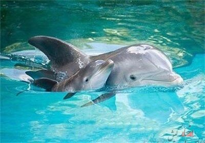 دهمین دلفین در مجموعه پارک دلفین‌های کیش متولد شد