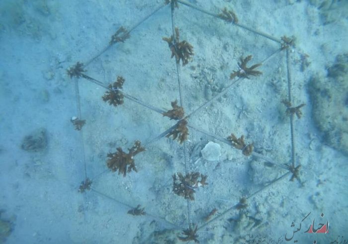 بیش از یک هزار قلمه مرجان در کیش آماده انتقال به بستر طبیعی است
