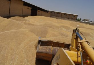 پرداخت بخشی از مطالبات گندمکاران/ خرید ۱۰.۵ میلیون تن گندم تا پایان سال زراعی