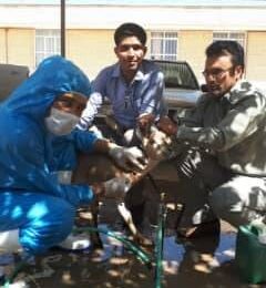 دام و طیور هرمزگان زیر چتر نظارت بهداشتی